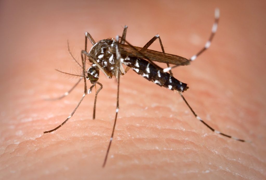 Le sud de la Thaïlande en alerte face à la propagation de la dengue