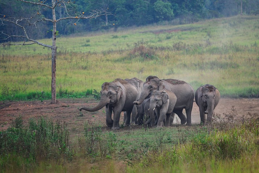 La Thaïlande envisage de lever l'interdiction d'exporter des éléphants après un moratoire de 10 ans