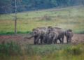 La Thaïlande envisage de lever l'interdiction d'exporter des éléphants après un moratoire de 10 ans