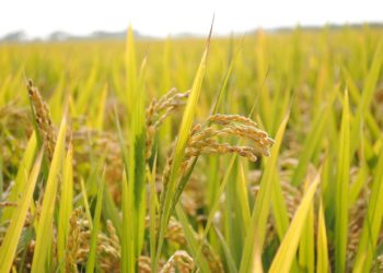 Le riz chinois bon marché menace les exportations thaïlandaises