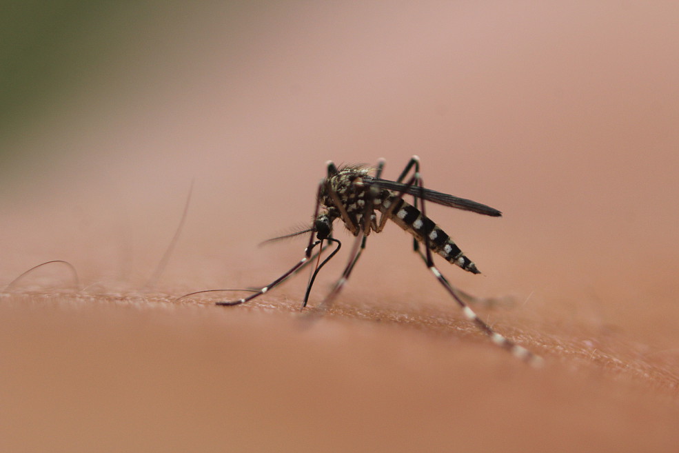 Le chikungunya réapparaît au Myanmar après une décennie d’absence