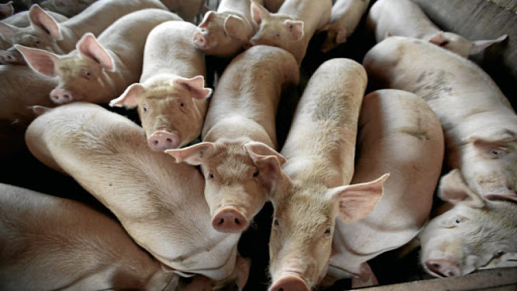 La Thaïlande place 24 provinces sous surveillance pour lutter contre la peste porcine