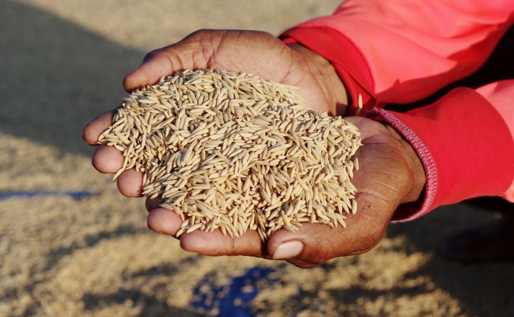 La vigueur du baht thaïlandais assomme les exportations de riz