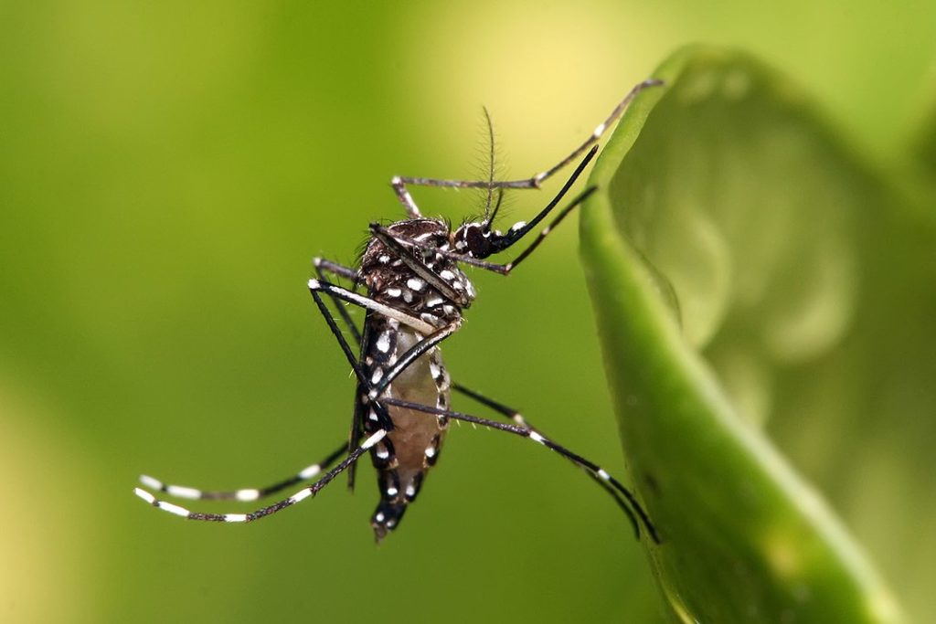 Thaïlande : plus de 9 000 cas de chikungunya depuis le début de l’année, en nette augmentation