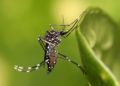 Thaïlande : plus de 9 000 cas de chikungunya depuis le début de l’année, en nette augmentation