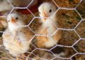 La France va interdire le « broyage des poussins » dans les élevages industriels