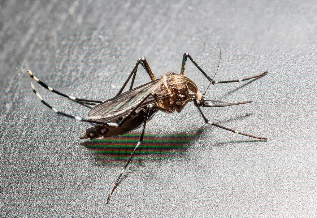 Les cas de chikungunya ont triplé en Thaïlande au cours de l’année 2019