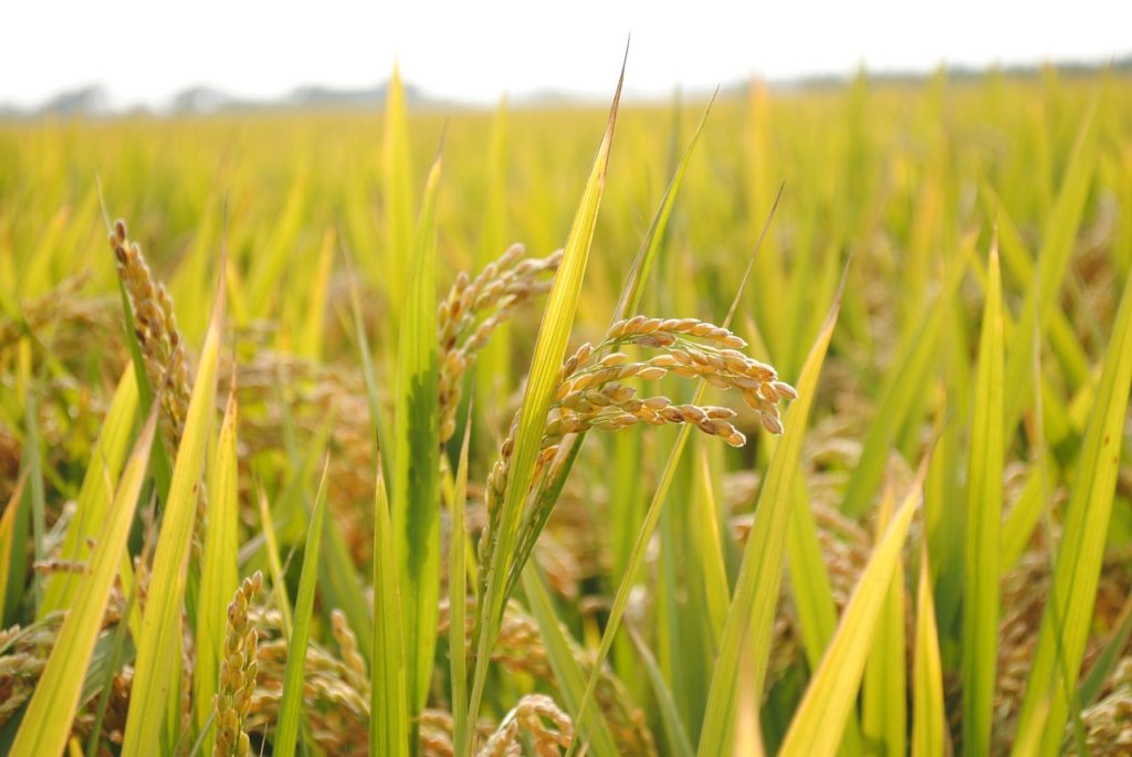 Thaïlande : les exportations de riz pourraient être inférieures à 8 millions de tonnes en 2019