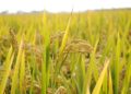 Thaïlande : les exportations de riz pourraient être inférieures à 8 millions de tonnes en 2019