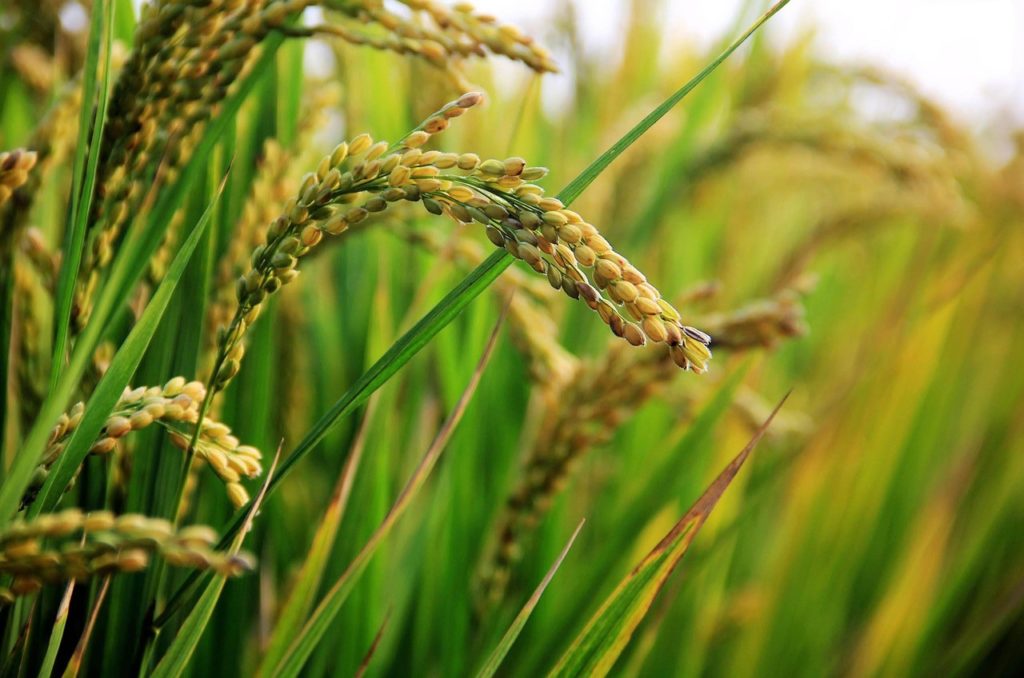 La Thaïlande pourrait glisser à la 3e place des pays exportateurs de riz en 2020