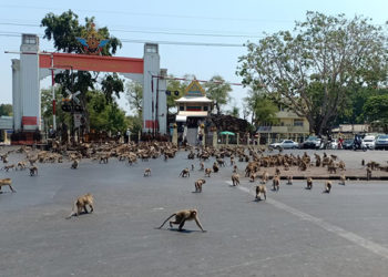 Thaïlande : une bagarre de singes secoue la ville de Lopburi