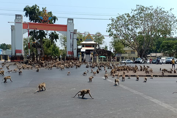 Thaïlande : une bagarre de singes secoue la ville de Lopburi