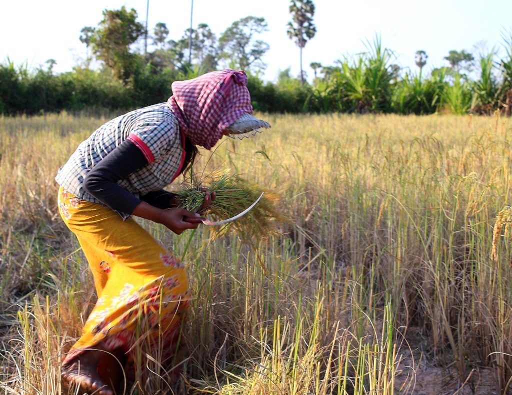 Le Cambodge en bonne voie pour exporter 1 million de tonnes de riz en 2020