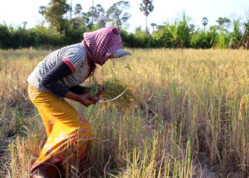 Le Cambodge en bonne voie pour exporter 1 million de tonnes de riz en 2020
