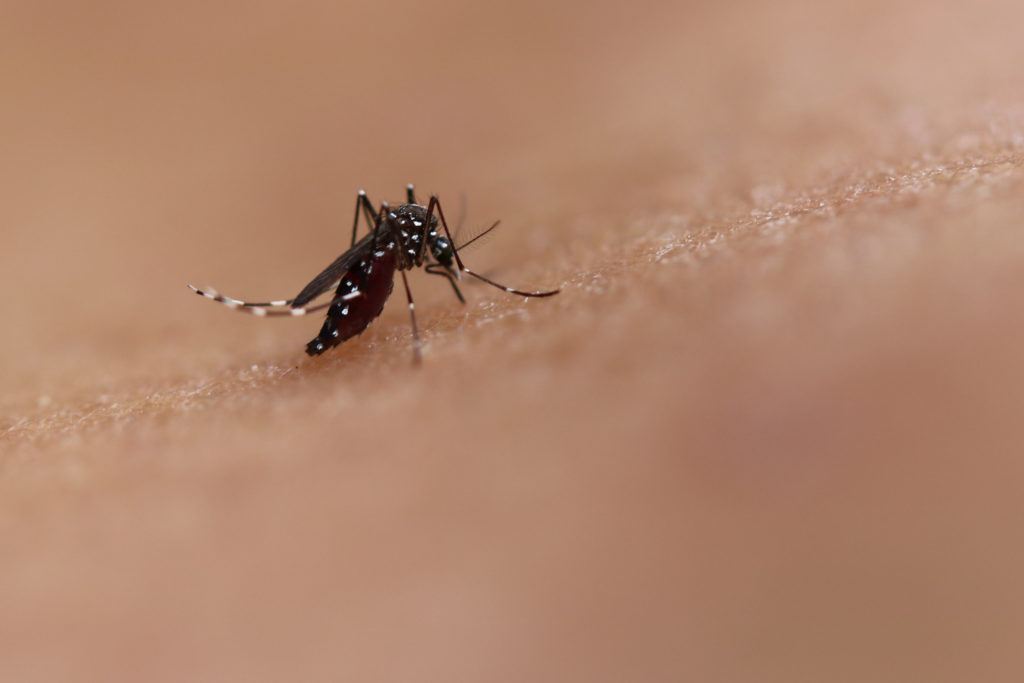 Dengue en Thaïlande : plus de 14 000 cas depuis le début de l’année