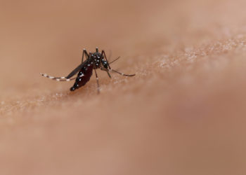 Dengue en Thaïlande : plus de 14 000 cas depuis le début de l’année