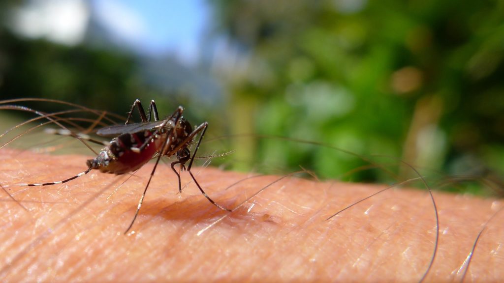Dengue en Thaïlande : augmentation des cas pendant la saison des pluies