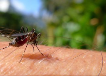 Dengue en Thaïlande : augmentation des cas pendant la saison des pluies