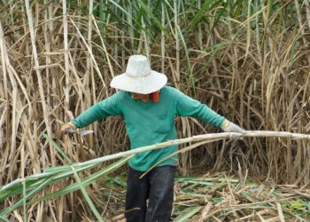 Le Viêt Nam impose un droit antidumping de 47,64 % sur les importations de certains produits à base de sucre en provenance de Thaïlande