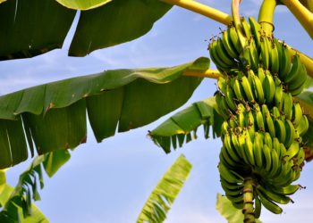Année record pour les exportations de bananes cambodgiennes